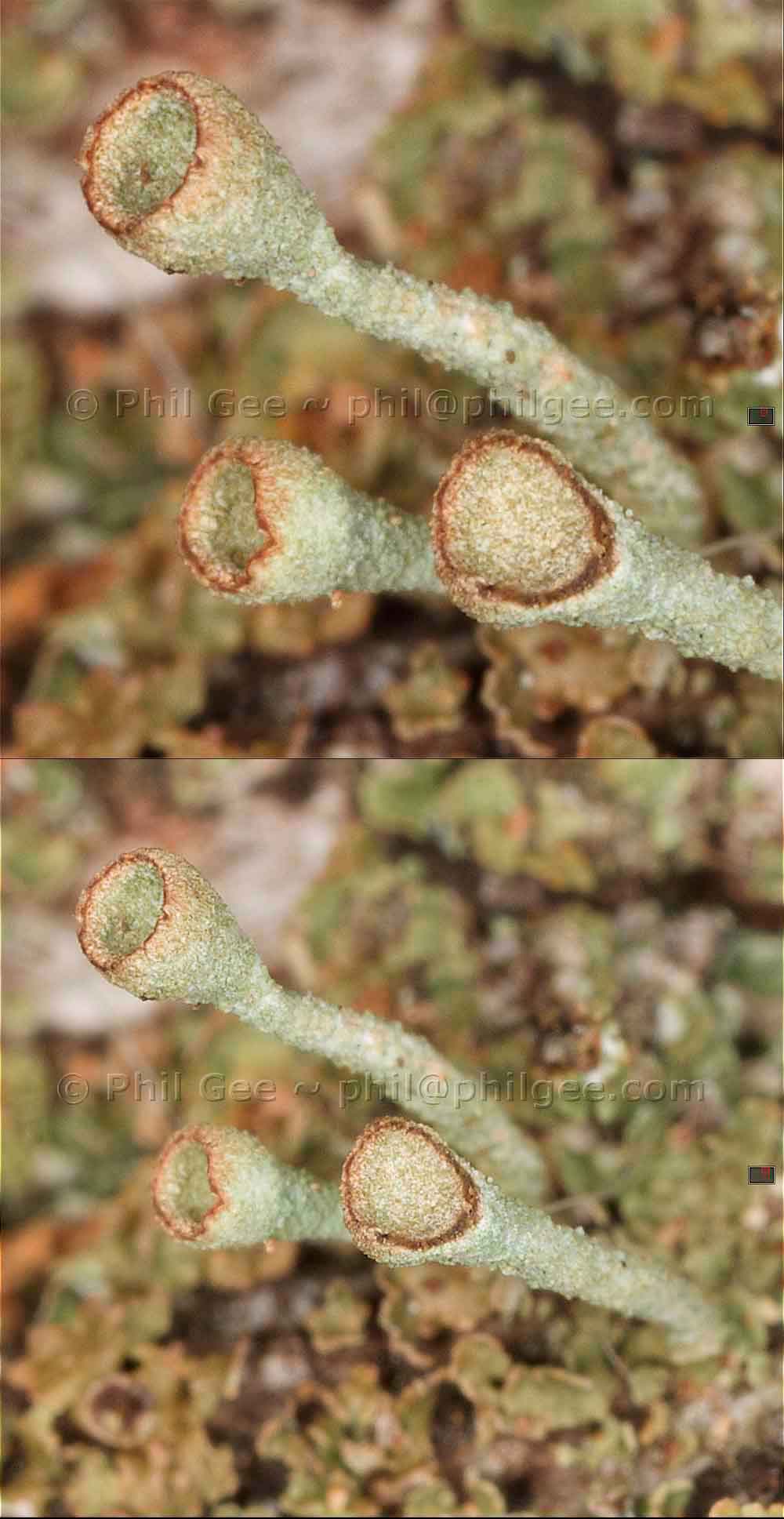 © Phil Gee Macro shots 