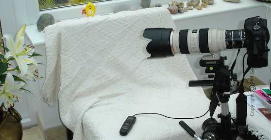 Copyright © Phil Gee - phil@philgee.com