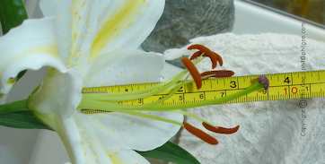 Copyright © Phil Gee - phil@philgee.com