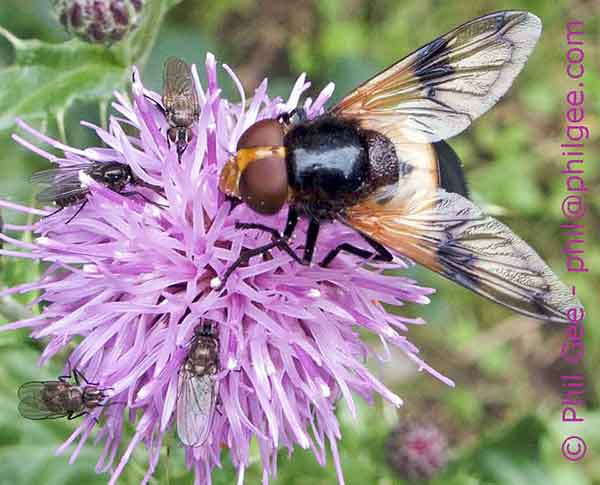 Volucella inflata © `Phil Gee