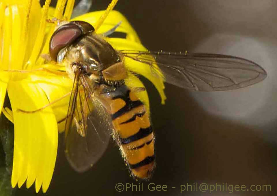 Helophilus pendulus © Phil Gee