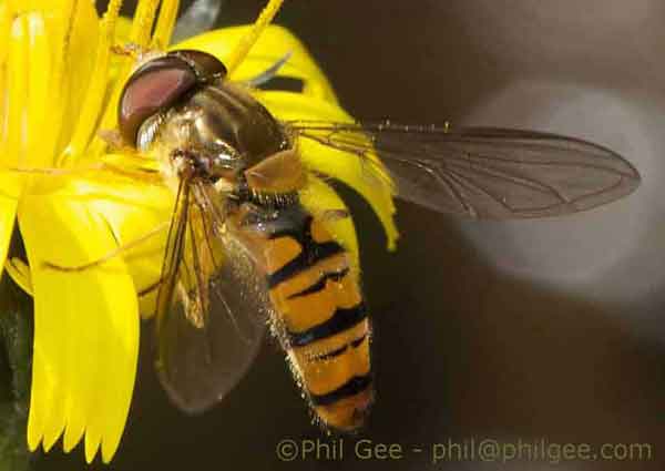 Helophilus pendulus © Phil Gee