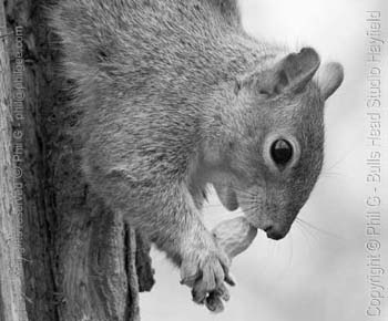 LAB- Luminance Channel only- (c) Phil Gee