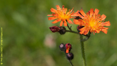 Copyright © Phil Gee