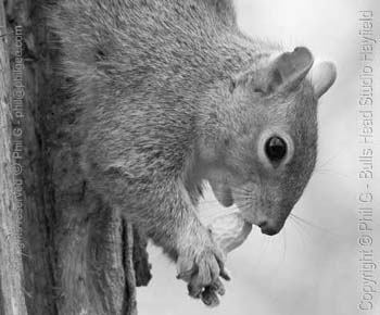 Blue Channel only- (c) Phil Gee